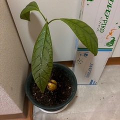 アボカドの木の画像