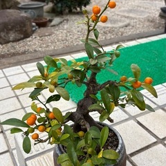 みかん🍊の木の画像