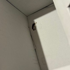 ルンバ　Roomba R892060の画像