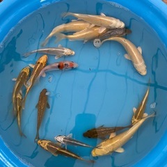 麒麟や黄金サイズ5〜8cmの画像