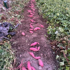 富山県南砺市産べにはるか10kgの画像