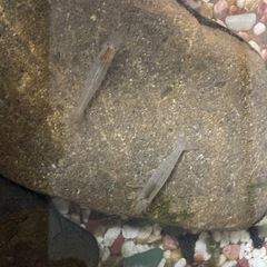 どじょうと、南ヌマエビをどなたか！！の画像