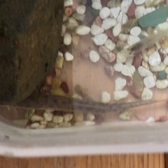 どじょうと、南ヌマエビをどなたか！！の画像