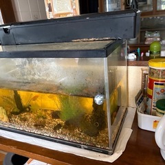 水槽60センチの画像