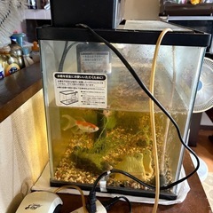 水槽60センチの画像