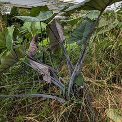 鑑賞用　コロアカシ/ブラックマジックの画像