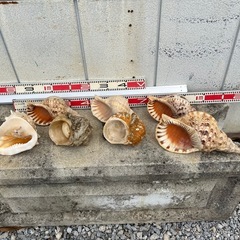 値下げしました貝殻、インテリア、オブジェの画像