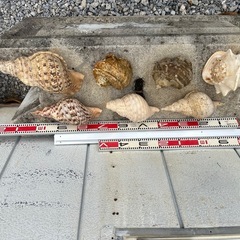 値下げしました貝殻、インテリア、オブジェの画像