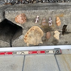 値下げしました貝殻、インテリア、オブジェの画像