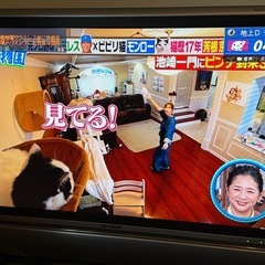 AQUOS 液晶テレビの画像