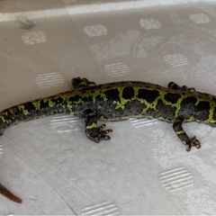 マダライモリの画像