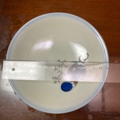 お皿10枚の画像