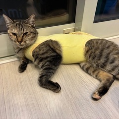 人がすきな猫ちゃんです