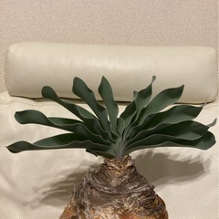 XXLサイズ　ブーファン ハエマンソイデス 丸株 塊根 コーデックス 発根済3年管理　現地株の画像