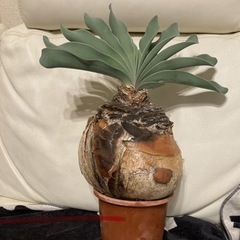 XXLサイズ　ブーファン ハエマンソイデス 丸株 塊根 コーデックス 発根済3年管理　現地株の画像