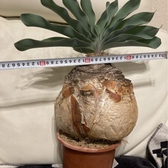 XXLサイズ　ブーファン ハエマンソイデス 丸株 塊根 コーデックス 発根済3年管理　現地株の画像