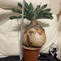 XXLサイズ　ブーファン ハエマンソイデス 丸株 塊根 コーデックス 発根済3年管理　現地株の画像