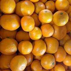 農家直送　早生みかんの画像