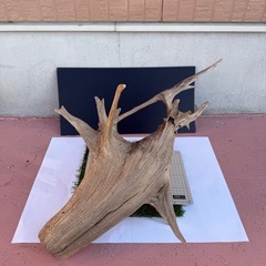 【アク抜き済み】天然流木　アクアリウム、爬虫類の画像