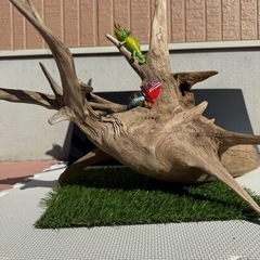 【アク抜き済み】天然流木　アクアリウム、爬虫類の画像