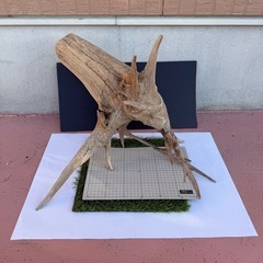 【アク抜き済み】天然流木　アクアリウム、爬虫類の画像