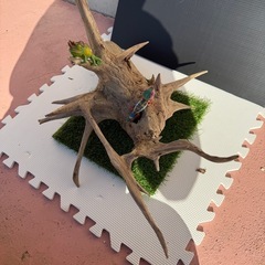 【アク抜き済み】天然流木　アクアリウム、爬虫類の画像