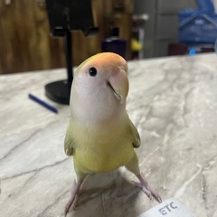 【里親様決定しました】コザクラインコ　黄緑色