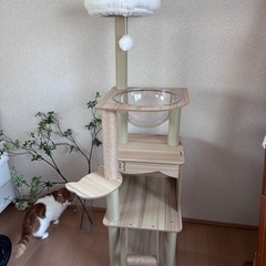 クリアボウル付き キャットタワー 約150cm 据え置きタイプ 美品 の画像