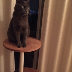 飼い主様の持病により