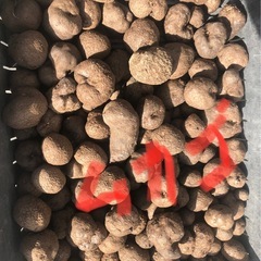 紫山芋②の画像