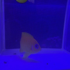 レモンピールエンゼル クリスマス産の画像