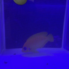 レモンピールエンゼル クリスマス産の画像