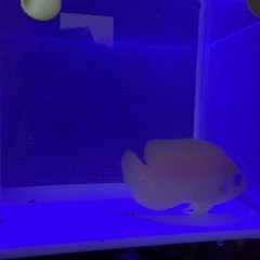 レモンピールエンゼル クリスマス産の画像