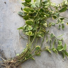 名前わすれました　紫の花が咲きますの画像