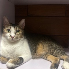 ゴロゴロニャーニャーおしゃべり男子