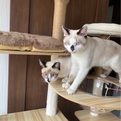 双子猫ちゃん(男の子・女の子):里親さん募集