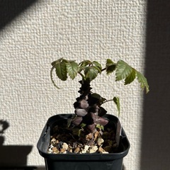 ベイセリア メキシカーナの画像