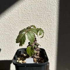 ベイセリア メキシカーナの画像