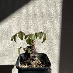 ベイセリア メキシカーナの画像