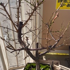 【取引中】柚子の木と梅の木の画像