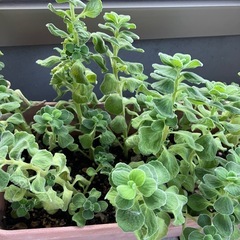 アロマティカスの画像