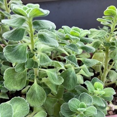 アロマティカスの画像