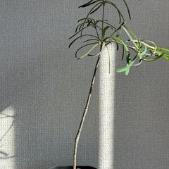 ユーフォルビア ヘディオトイデスの画像