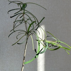 ユーフォルビア ヘディオトイデスの画像