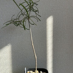 ユーフォルビア ヘディオトイデスの画像