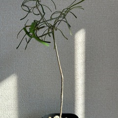 ユーフォルビア ヘディオトイデスの画像