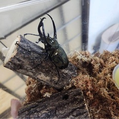 アトラスカブトムシ 幼虫の画像