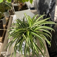 【取引中】ポインセチアとオリズルランの画像