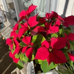 【取引中】ポインセチアとオリズルランの画像