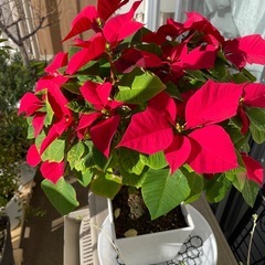 【取引中】ポインセチアとオリズルランの画像